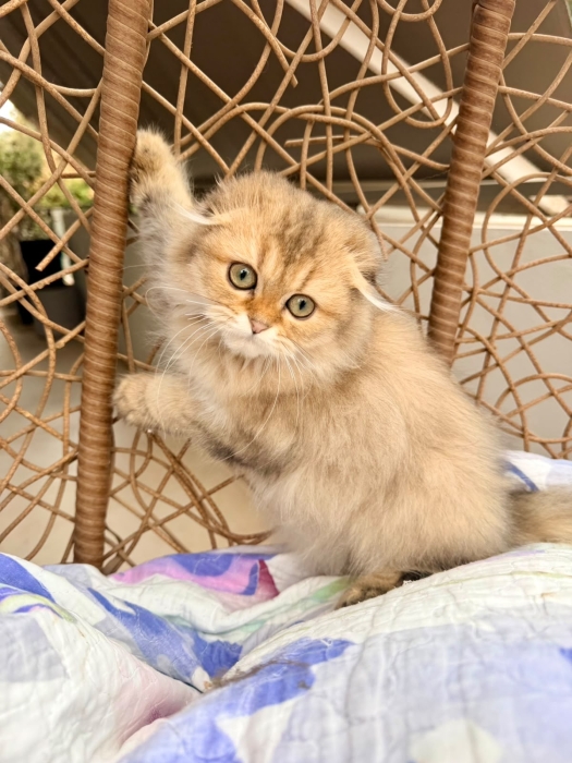 Chaton Scottish fold