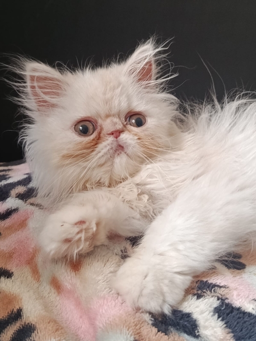 Chaton persan race pur 2 mois