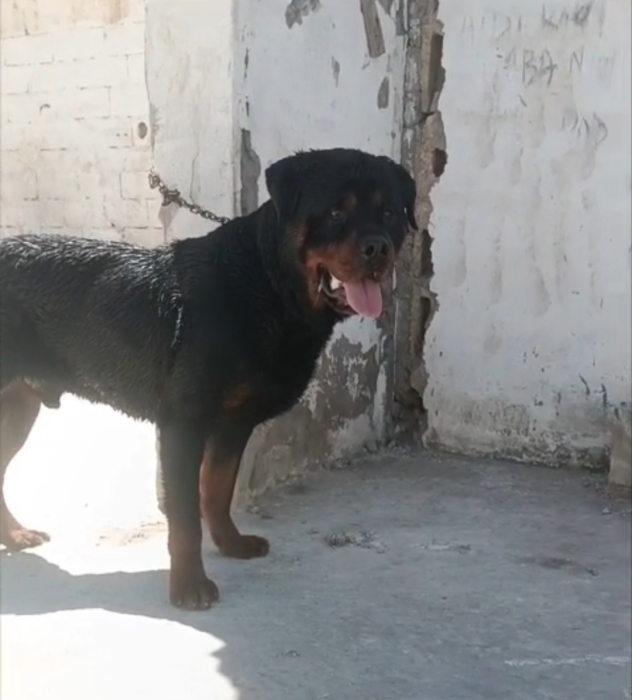 Male rottweiler race pure