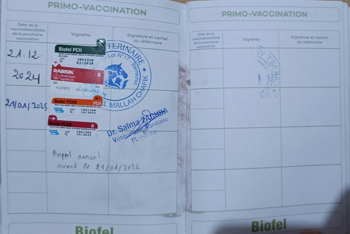 Chatte Persane Himalayenne enceinte et vaccinée