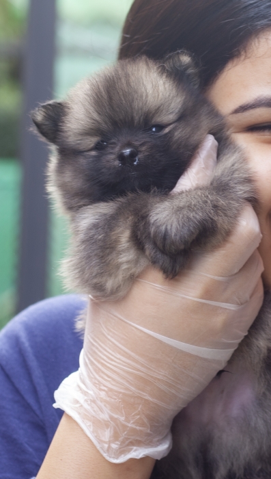chiots loulou de pomeranie nain
