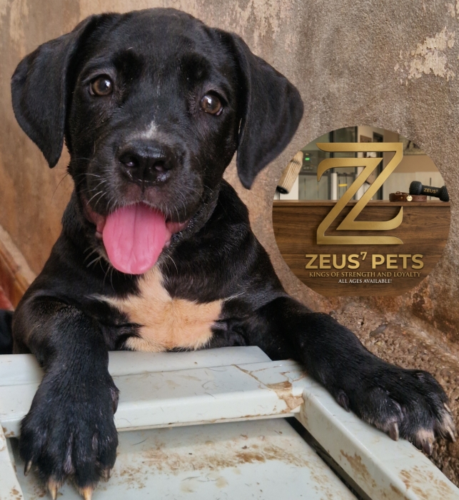 Cane corso