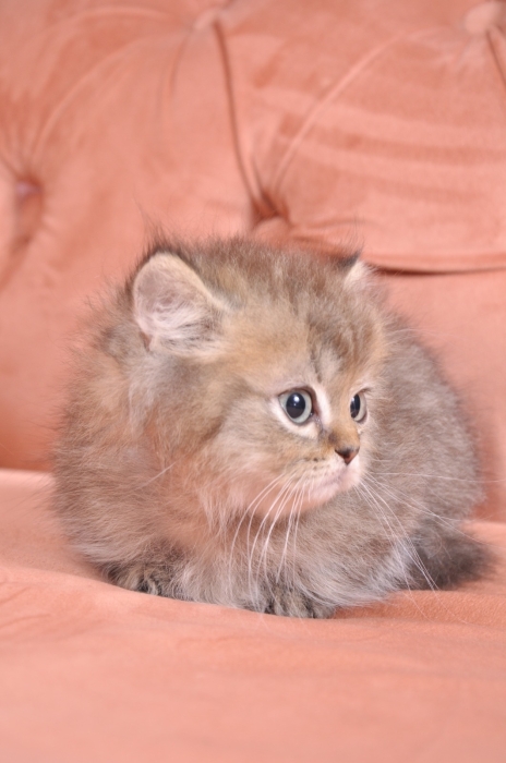 Chaton British Munchkin