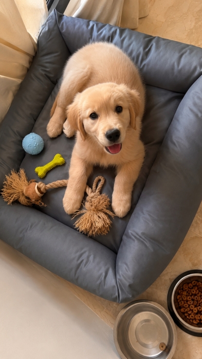 Golden Retriever 2 mois