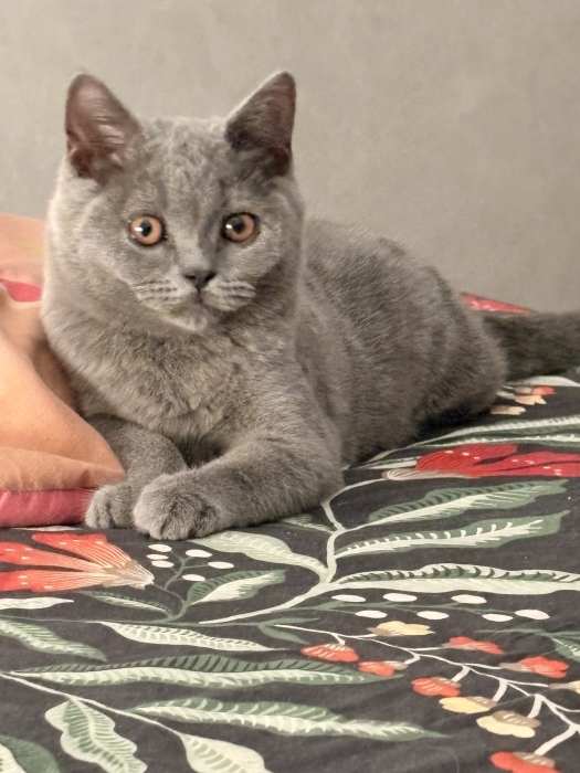 Scottish shorthair pur race