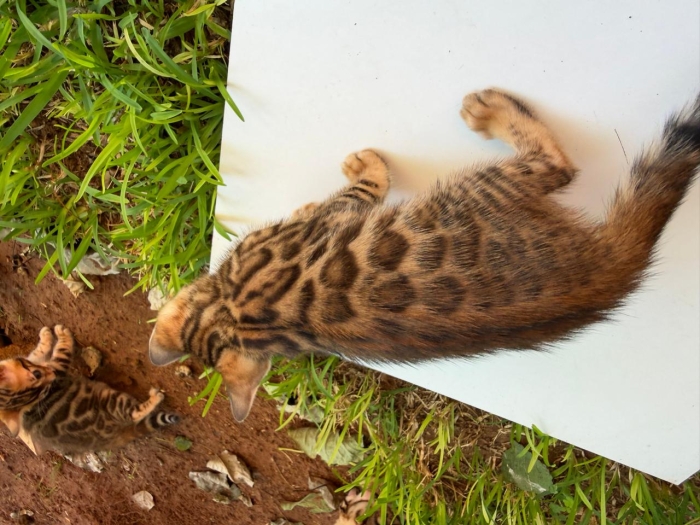 Bengal