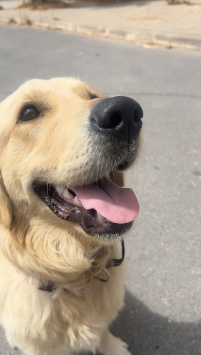 Golden retriever
