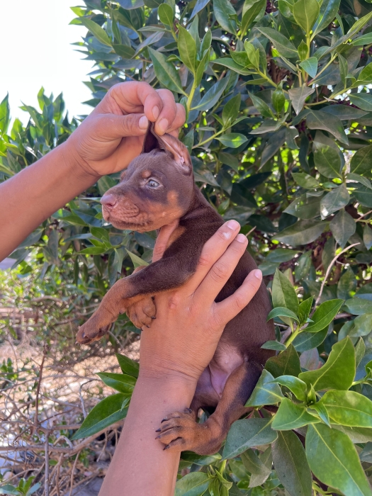 Doberman