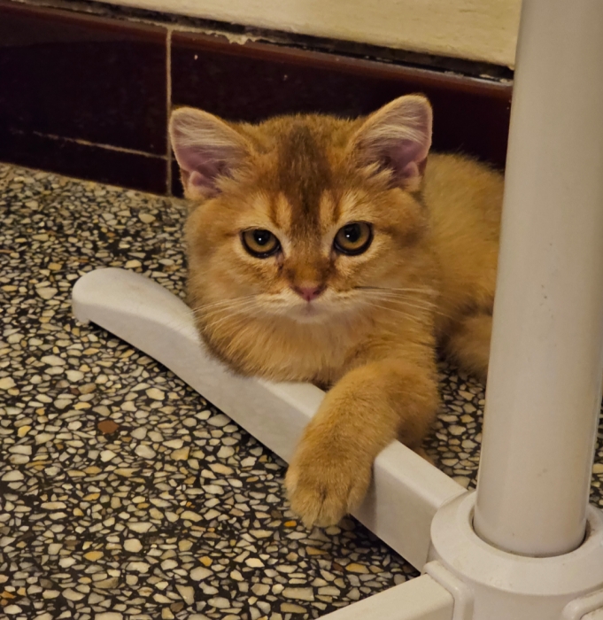 british shorthair ny11 golden