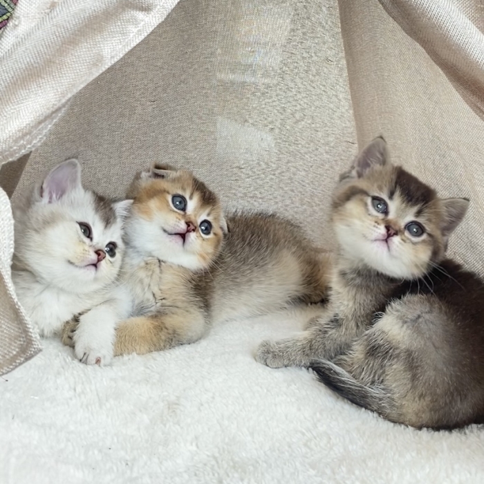 Chatons scottish and British