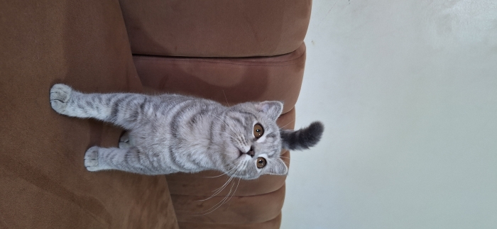 British shorthair & Scottish Fold