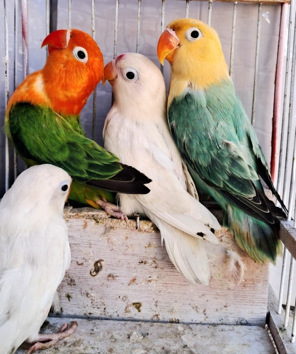 Inseparables طيور الحب