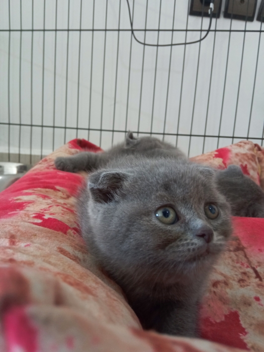 قطط اسكوتش فولد رمادية فائقة الجمال (Scottish Fold Grey)