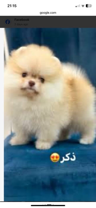 Spitz Niana spitz Poméranie Malle à vendre casablanca