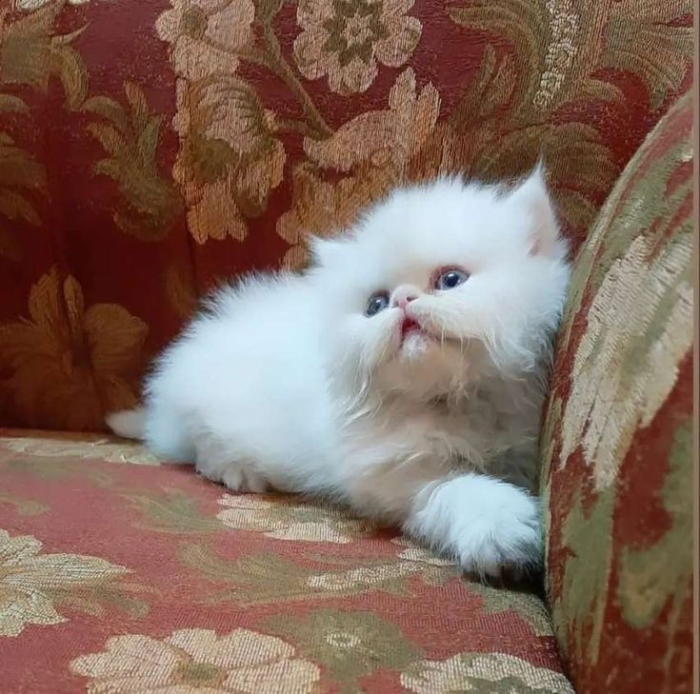 Persan chaton