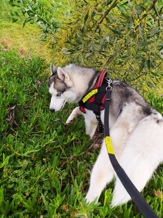 Husky Sibérien Pure Race - À Vendre