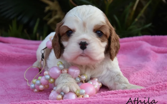 Cavalier King Charles