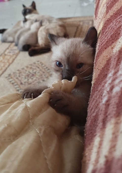 Chatons siamois