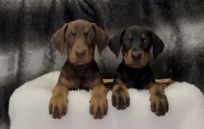 Chiots Doberman Européen avec Pedigree – Informations et contact