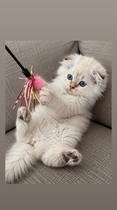 Chaton Scottish fold