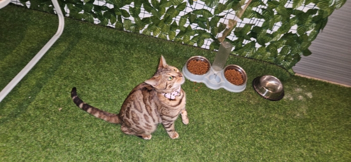 🐱 Chats Bengal  🐱