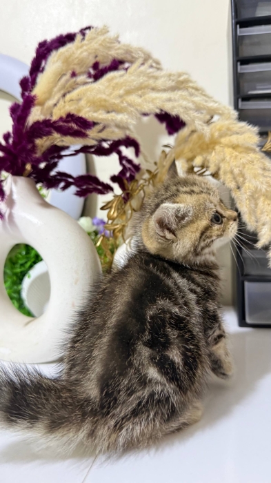 British shorthair & Scottish fold