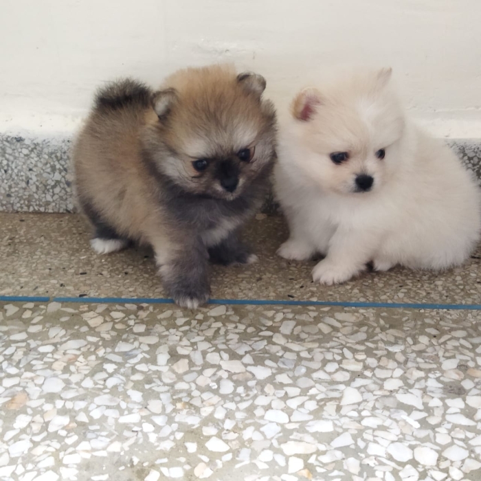 Spitz nain