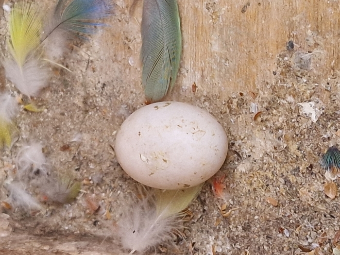 Couple d'Inséparables avec 2 petits et un nouvel œuf et Cage