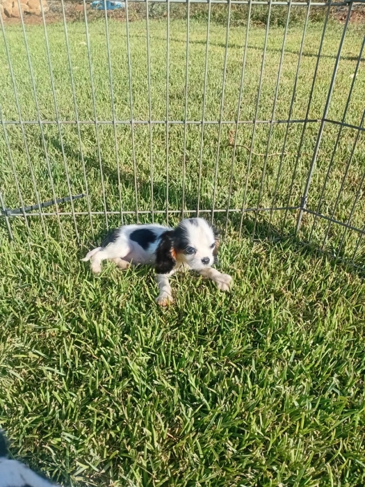Cavalier King Charles