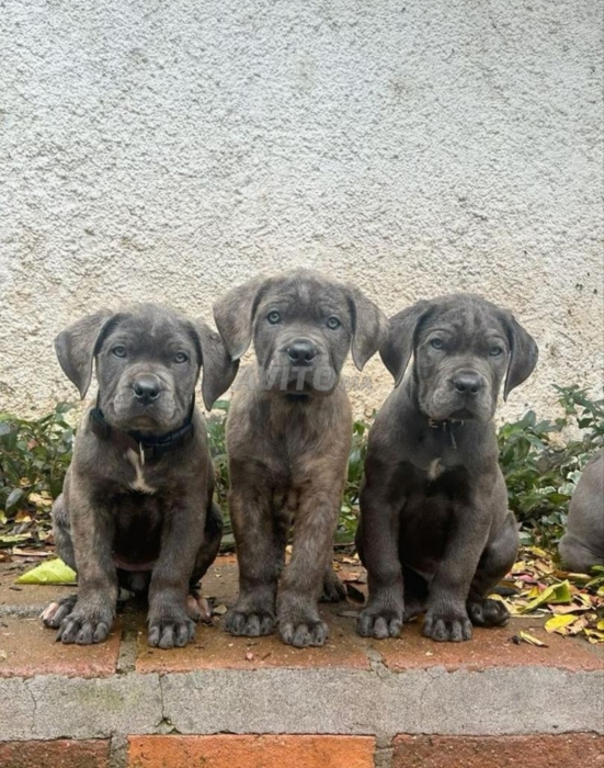 Super chiot femelle cane corso race pure