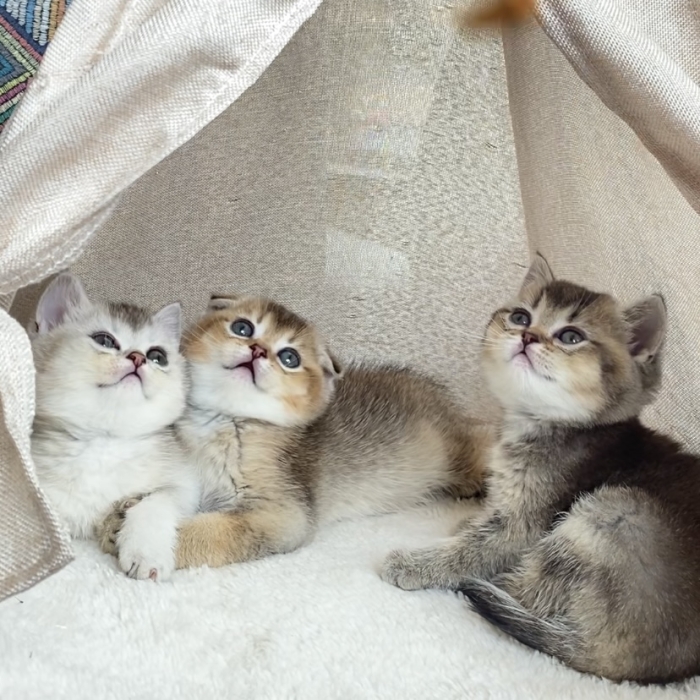 Chatons scottish and British