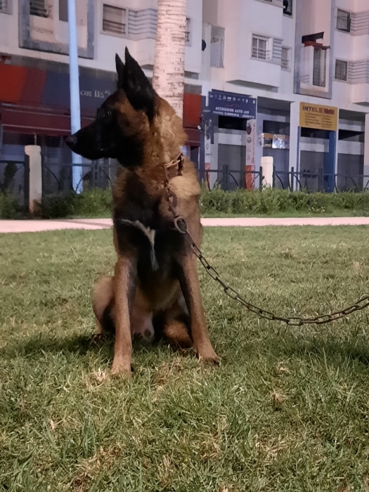 Male malinois charboni