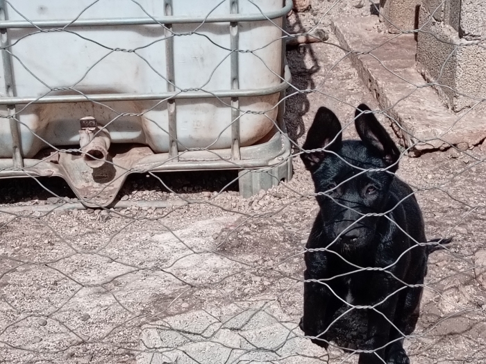 Chiots Bergers Malinois x Berger Hollandais (15 semaines)