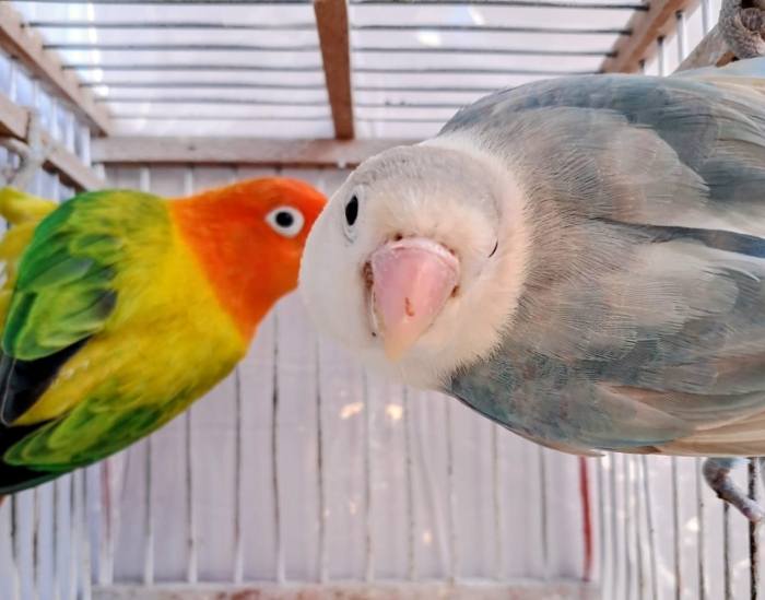 Inséparables طيور الحب