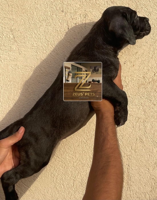 Cane corso