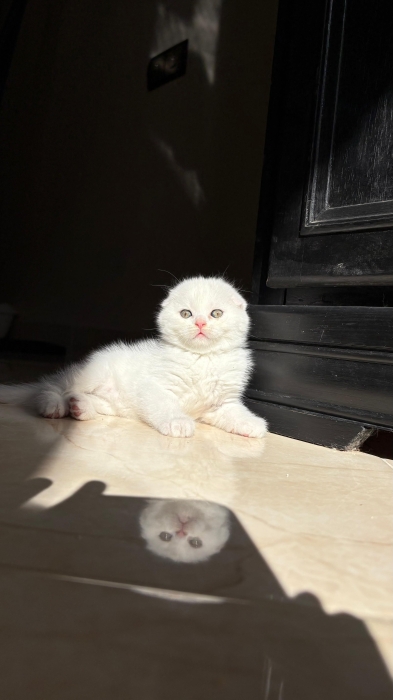 Scottish fold