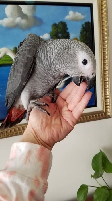 Perroquet gabonais