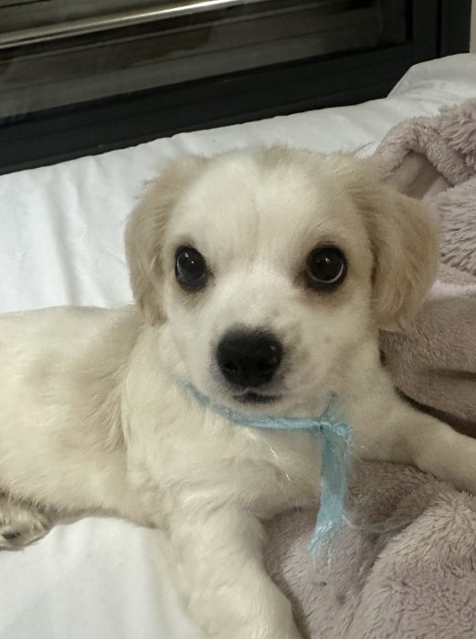 Maltipoo mix avec épagneul roi charles