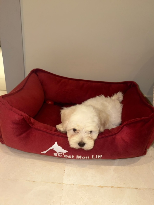 Bichon Maltais male