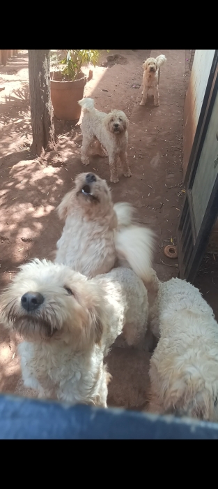Caniche géant