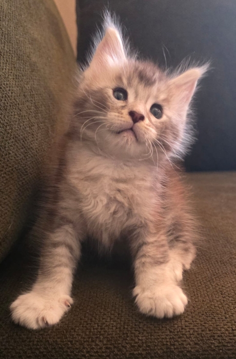 Superbes Chatons Maine Coon – Disponibles à la réservation