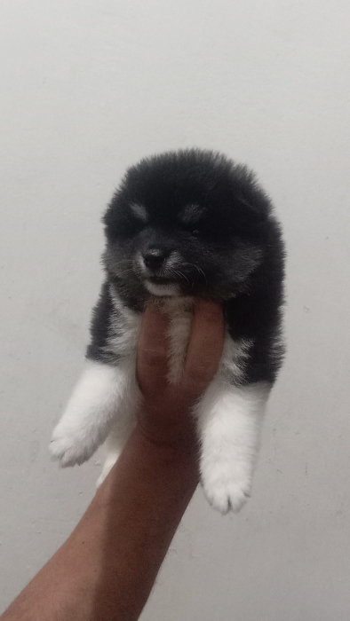 Shiba inu puppies