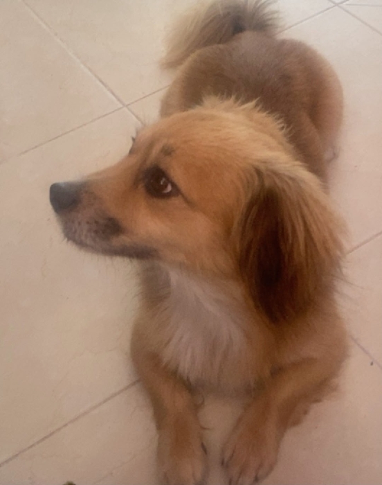 Kokoni a vendre
