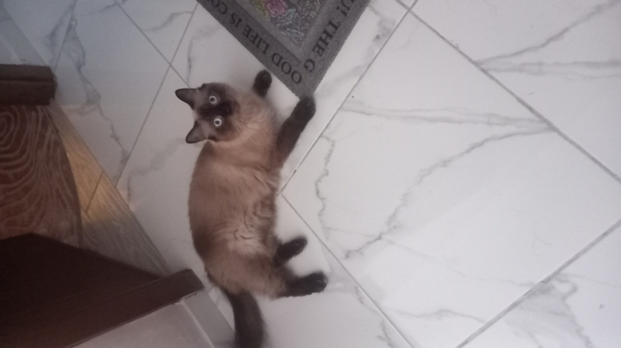 Une chat de 8 mois vaccinée et avec son carnetde santé