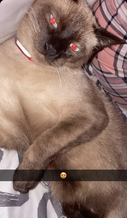 Chat siamois