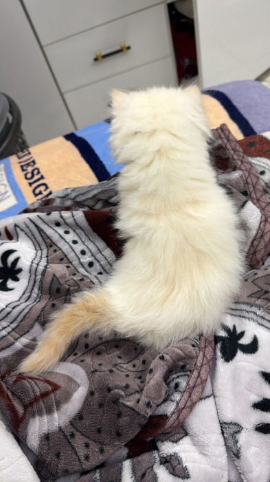 Chat Himalaya persan chinchilla yellow royal