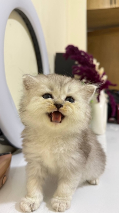 British & Scottish Fold