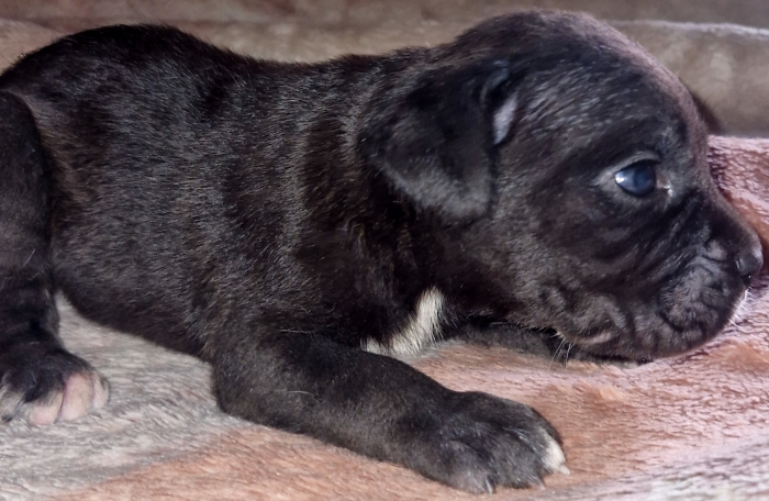 Cane corso