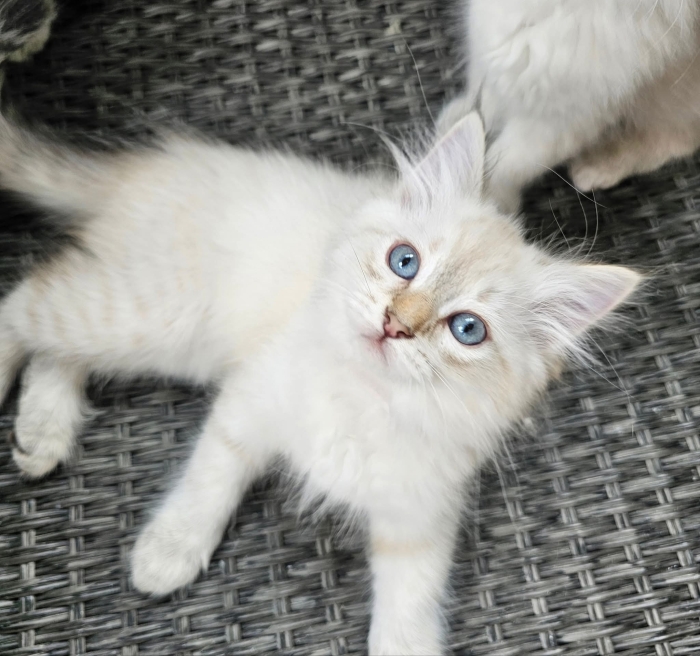 Sibérien chaton