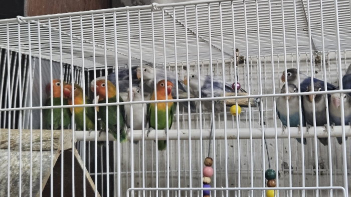 Les inséparables de fisher en gros